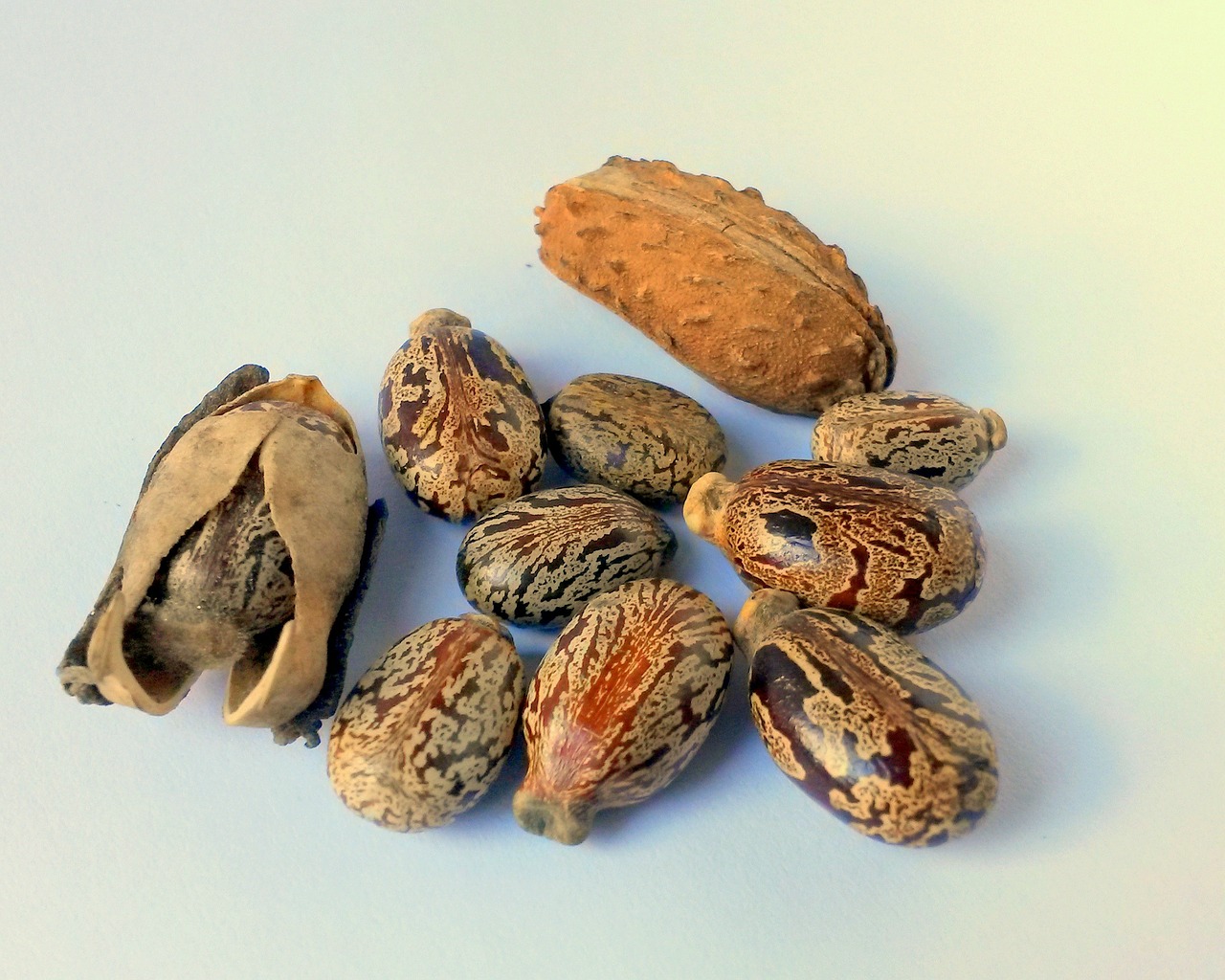castor-oil-seeds