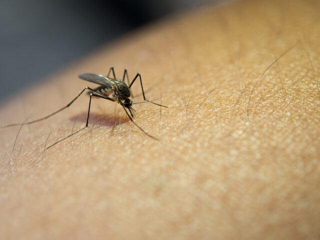 Want to Protect Yourself From Mosquito Menace? Here Are Easy Life Hacks to Follow