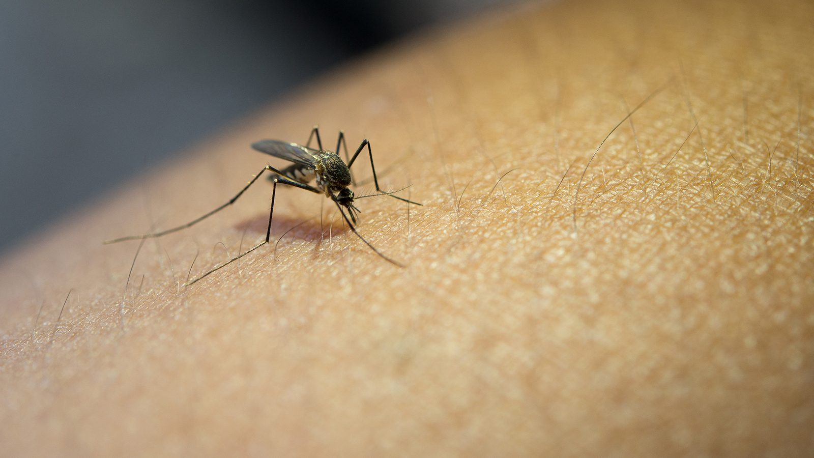 Want to Protect Yourself From Mosquito Menace? Here Are Easy Life Hacks to Follow