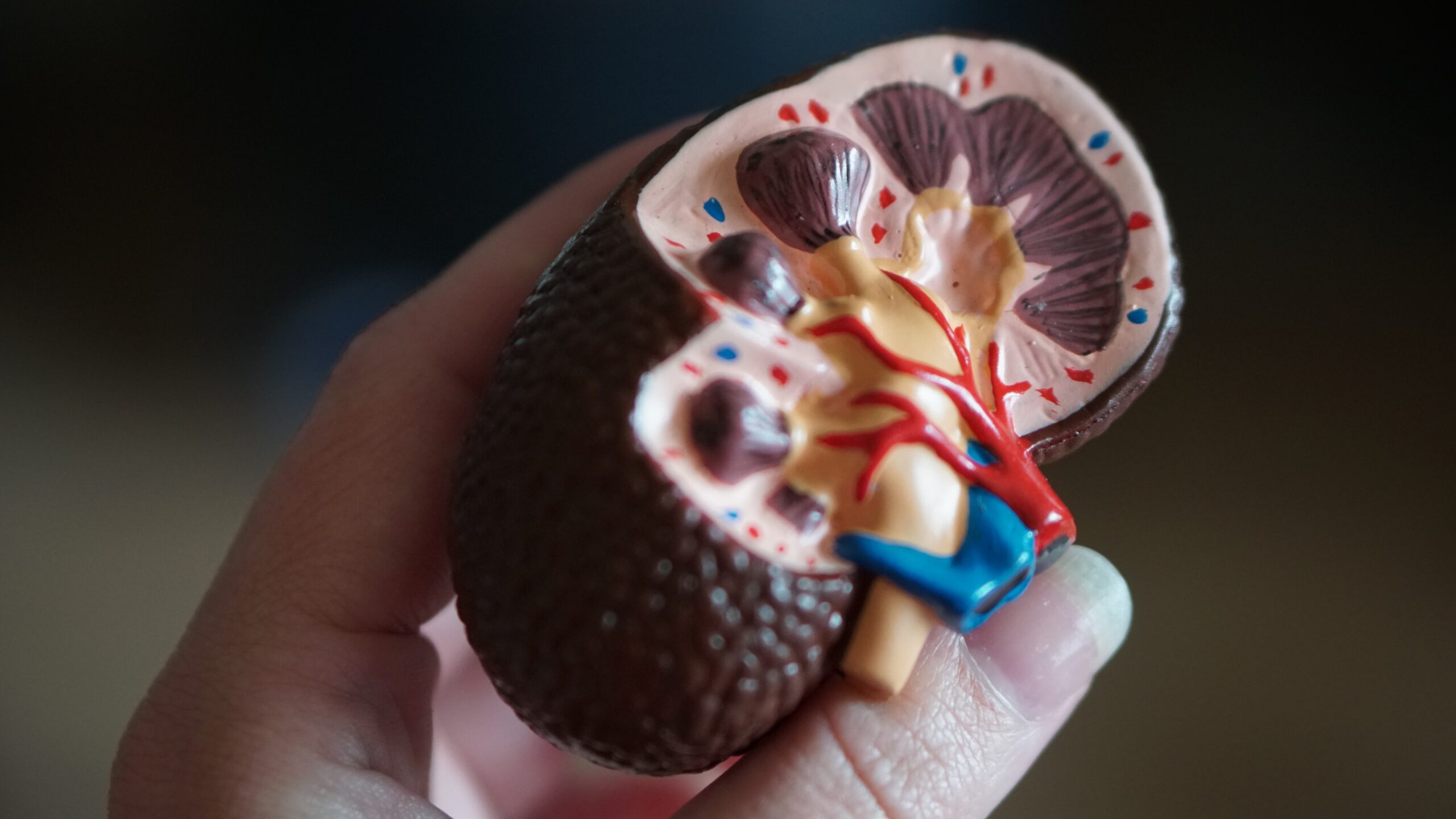 kidney-disease-myths