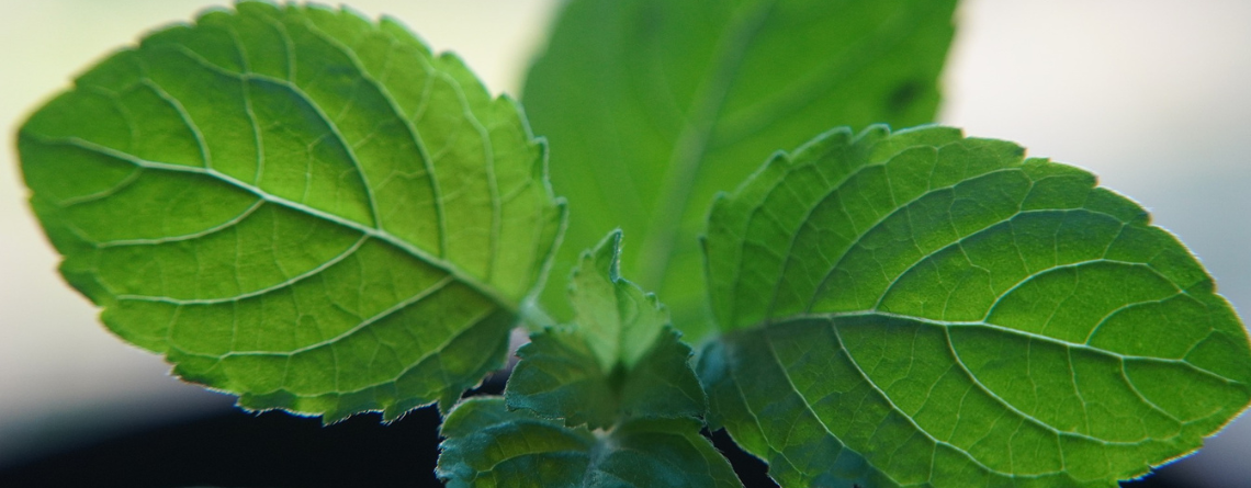 tulsi health benefits herbs
