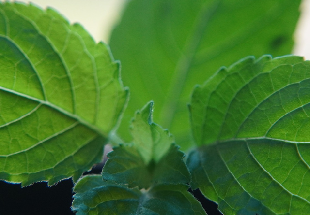 tulsi health benefits herbs