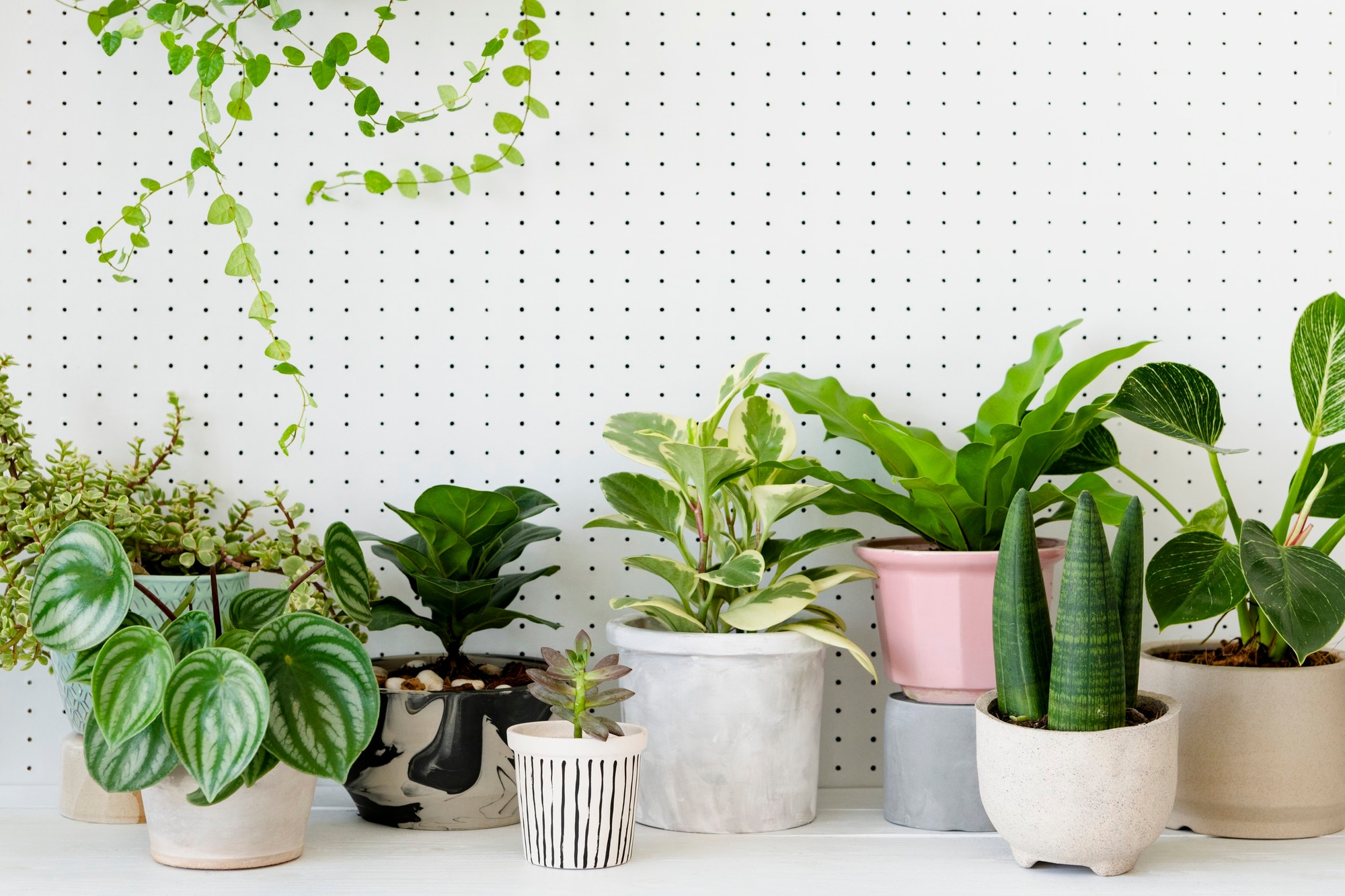 These 5 Indoor Plants Can Improve Air Quality And Produce Oxygen At Night 