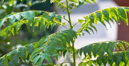 curry leaves magic herb benefits