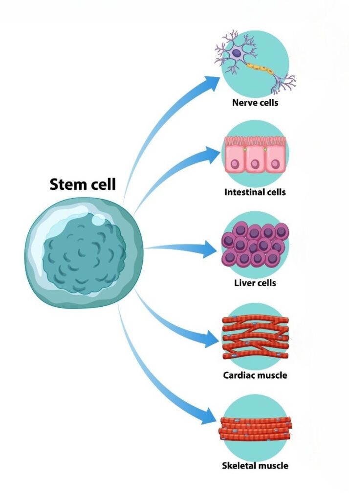 Stem cell regeneration