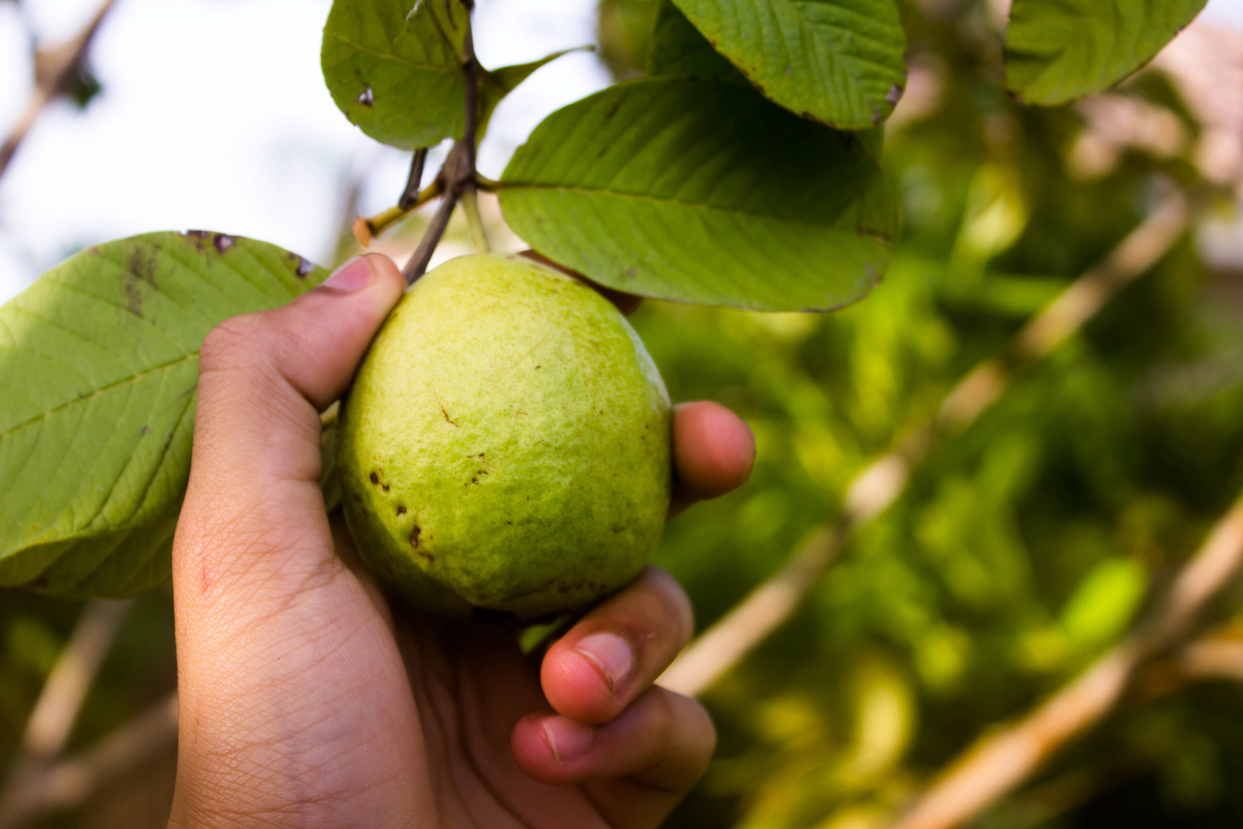 guava-skin-immunity-cancer