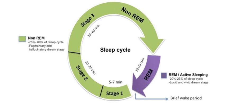 Sleep cycle