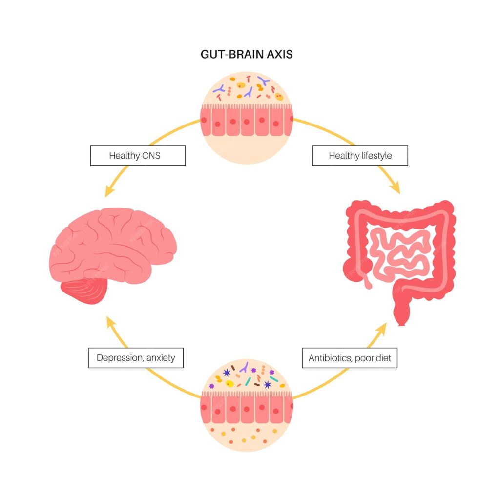 Brain gut connection