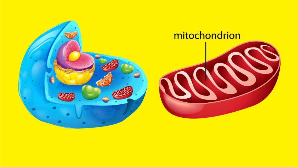 Coenzyme Q10 (CoQ10) is present in the mitochondria 