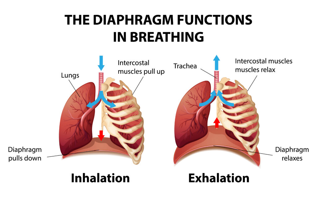 The diaphragm functions in breathing